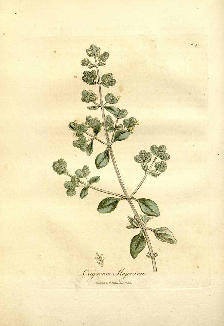 Illustration Origanum majorana, Par Woodville, W., Hooker, W.J., Spratt, G., Medical Botany, 3th edition (1832) Med. Bot., ed. 3 vol. 3 (1832) t. 124, via plantillustrations 