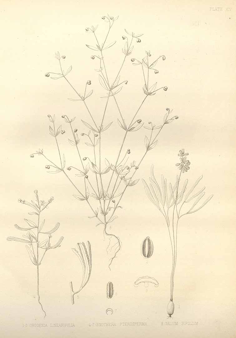 Illustration Orogenia linearifolia, Par Watson, S., Eaton, D.C., Report of the Geological Exploration of the 40th Paralel, Botany (vol 5) (1857) Botany [fortieth parallel] vol. 5 (1871) t. 14, via plantillustrations 