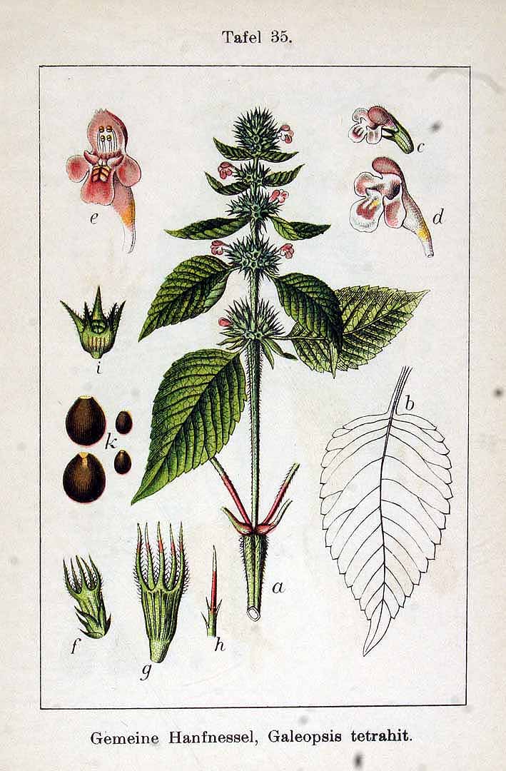 Illustration Galeopsis tetrahit, Par Krause E.H.L., Sturm J., Lutz K.G., (Flora von Deutschland in Abbildungen nach der Natur, Zweite auflage, vol. 11: t. 35, 1903), via plantillustrations 