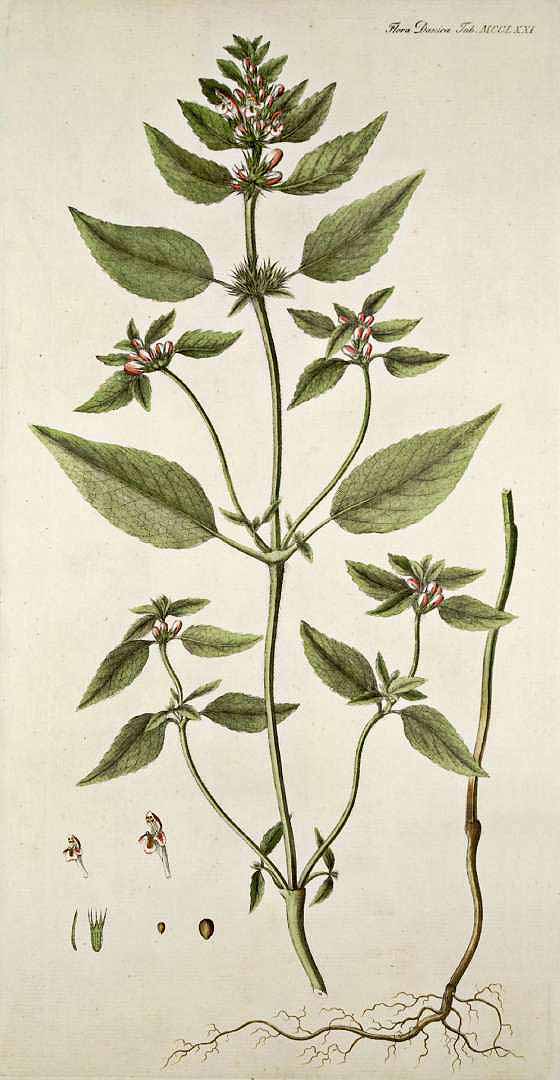 Illustration Galeopsis tetrahit, Par Oeder G.C. (Flora Danica, Hft 22, t. 1271, 1761-1883), via plantillustrations 