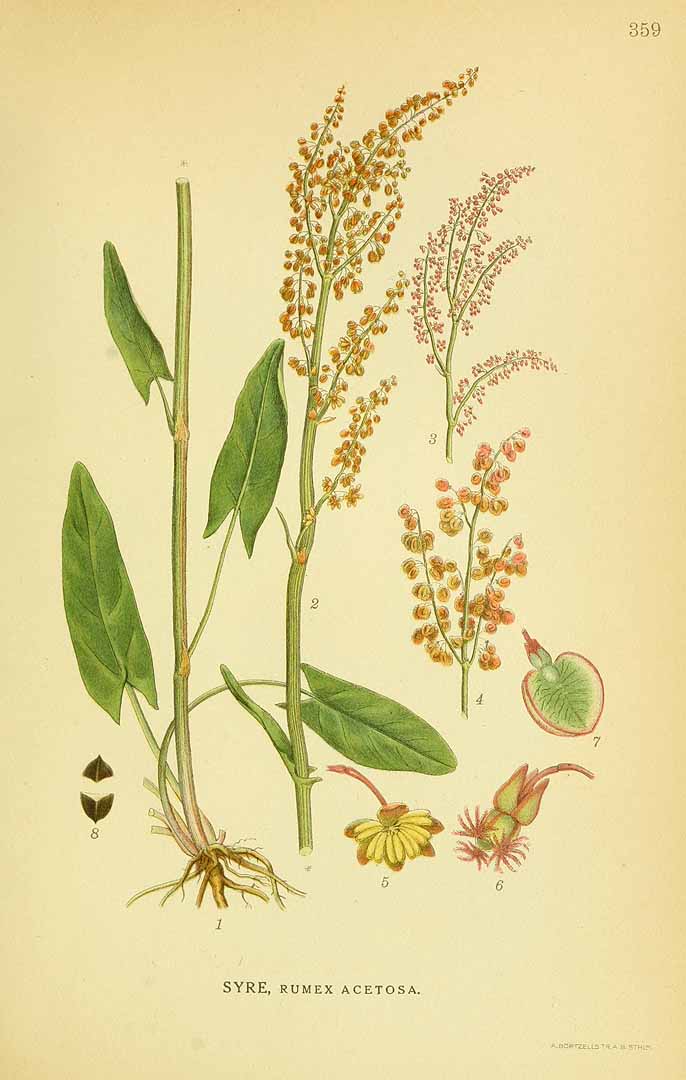 Illustration Rumex acetosa, Par Lindman, C.A.M., Bilder ur Nordens Flora Bilder Nordens Fl., via plantillustrations 