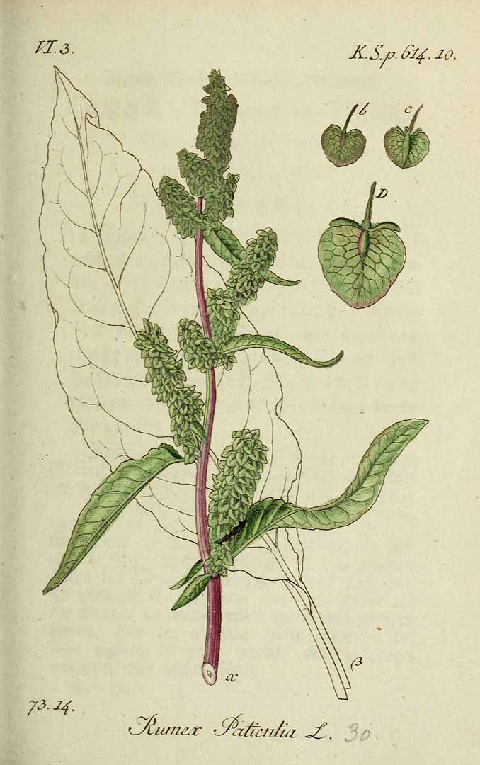 Illustration Rumex patientia, Par Sturm, J., Sturm, J.W., Deutschlands flora (1798-1855) Deutschl. Fl., via plantillustrations 