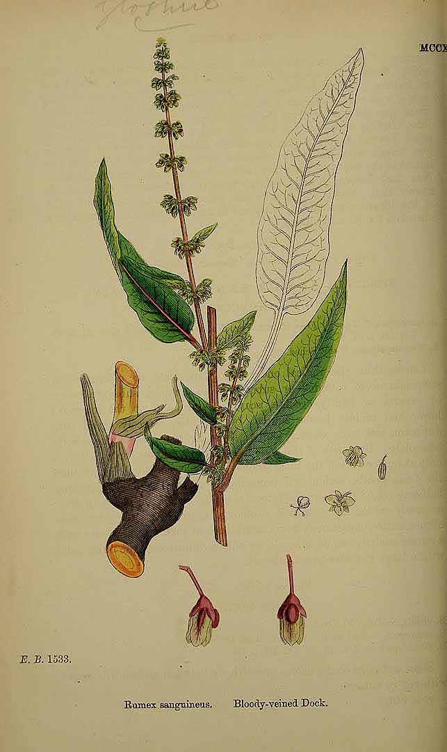 Illustration Rumex sanguineus, Par Smith, J.E., English botany, or coloured figures of British plants, ed. 3 [B] [J.E. Sowerby et al] (1863-1899), via plantillustrations.org 