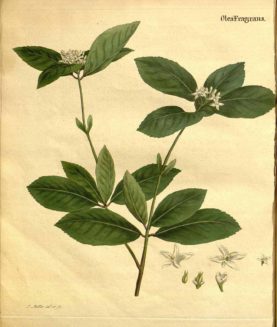 Illustration Osmanthus fragrans, Par Lettsom, J.C., natural history of the tea-tree, ed. 2 (1799) Nat. Hist. Tea, ed. 2 (1799) p. 42 , via plantillustrations 