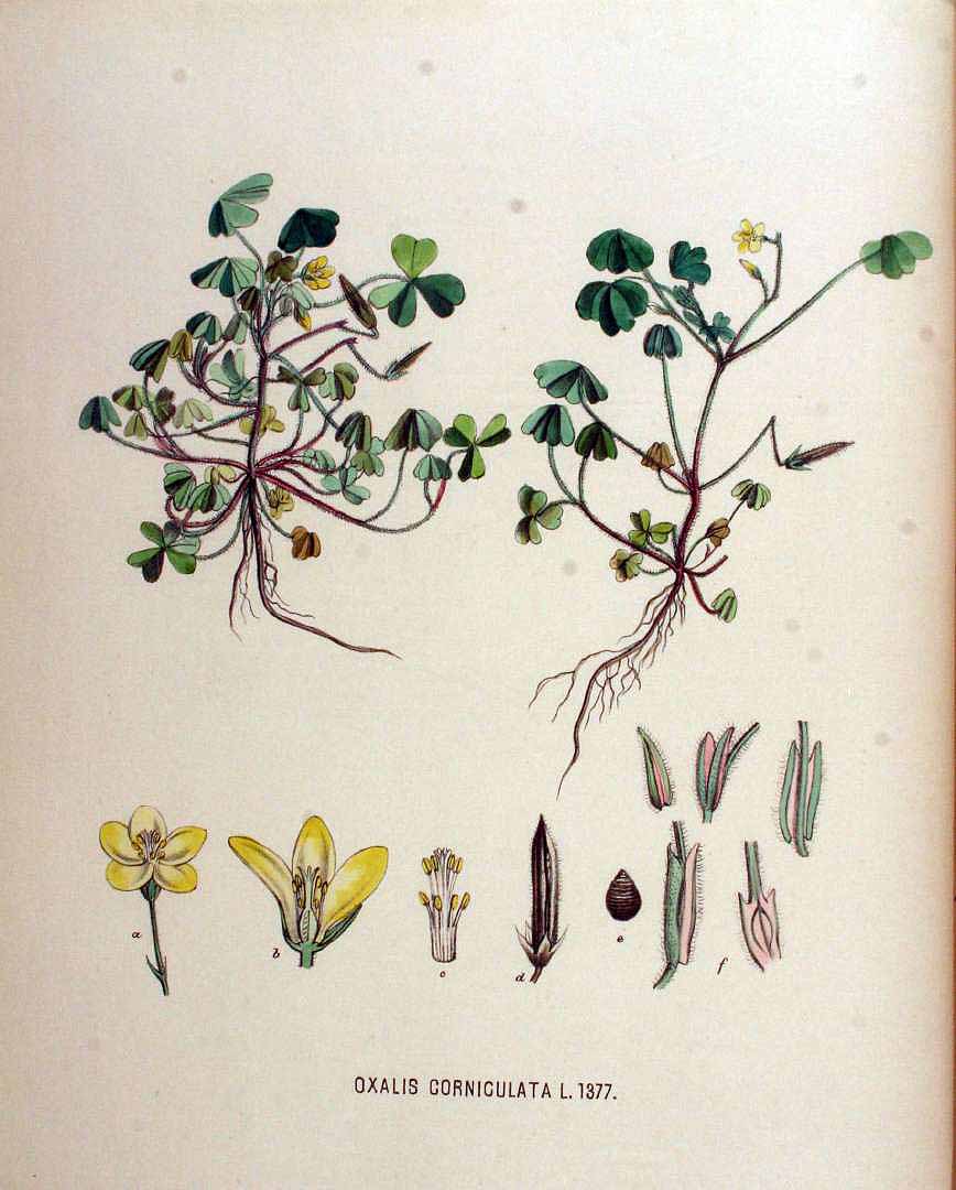 Illustration Oxalis corniculata, Par Kops, J., Flora Batava (1800-1934) Fl. Bat. vol. 18 (1889) t. 1377, via plantillustrations 