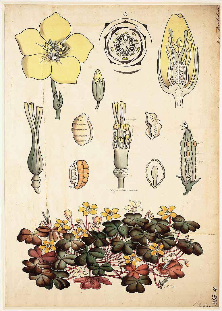 Illustration Oxalis corniculata, Par Botanische wandplaten, via plantillustrations 