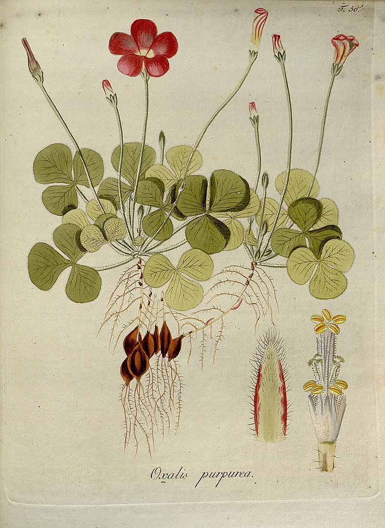 Illustration Oxalis purpurea, Par Jacquin, N.J. von, Oxalis, Monographia iconibus illustrata (1794) Oxalis (1794) t. 56, via plantillustrations 