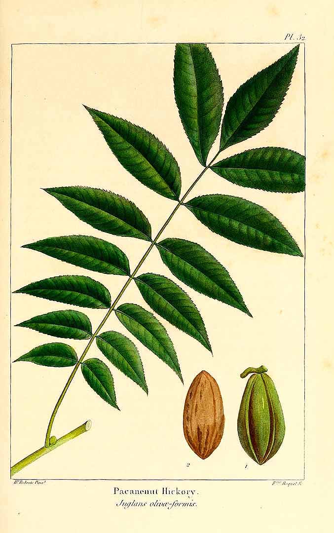Illustration Carya illinoinensis, Par The North American sylva (vol. 1: t. 32, 1865) [H. Redouté], via plantillustrations 
