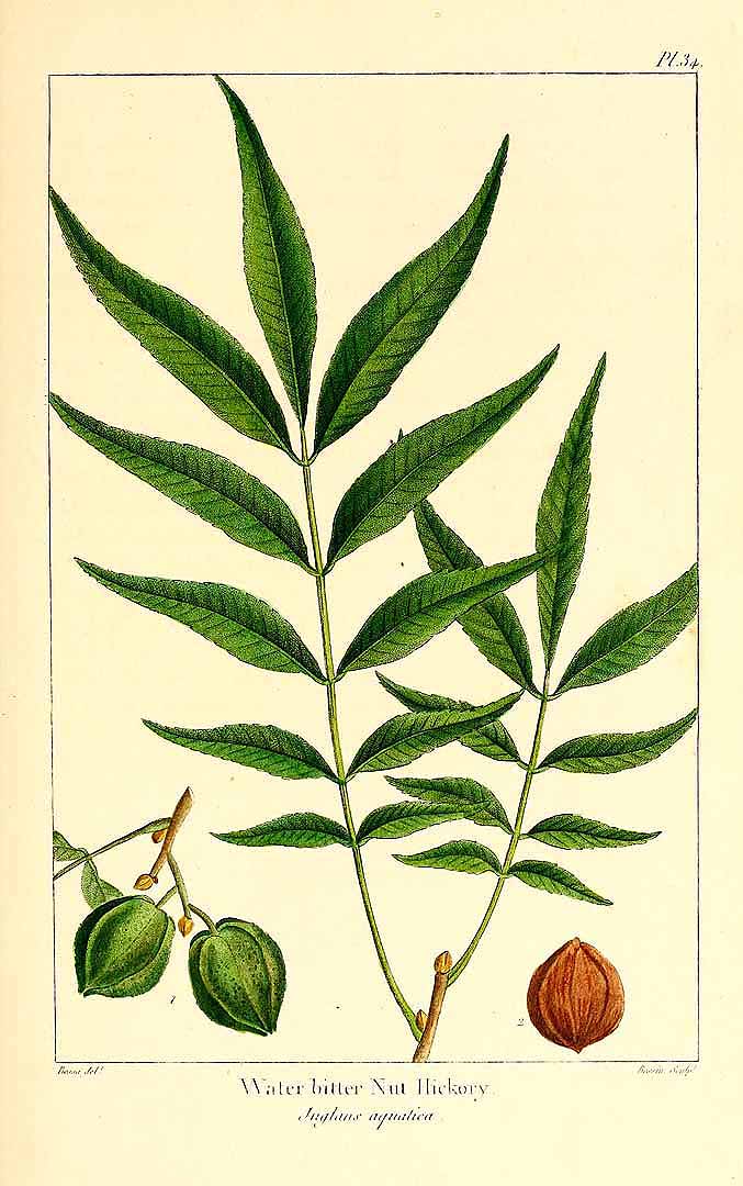 Illustration Carya aquatica, Par The North American sylva (vol. 1: t. 34, 1865) [P. Bessa], via plantillustrations 
