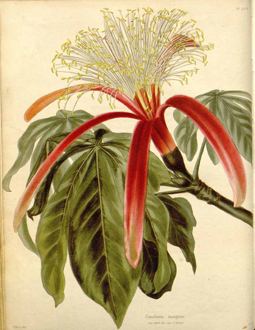 Illustration Pachira insignis, Par Loddiges, C.L., botanical cabinet [C. Loddiges] (1817-1833) Bot. Cab. vol. 11 (1825) [tt. 1001-1100] t. 1004, via plantillustrations 