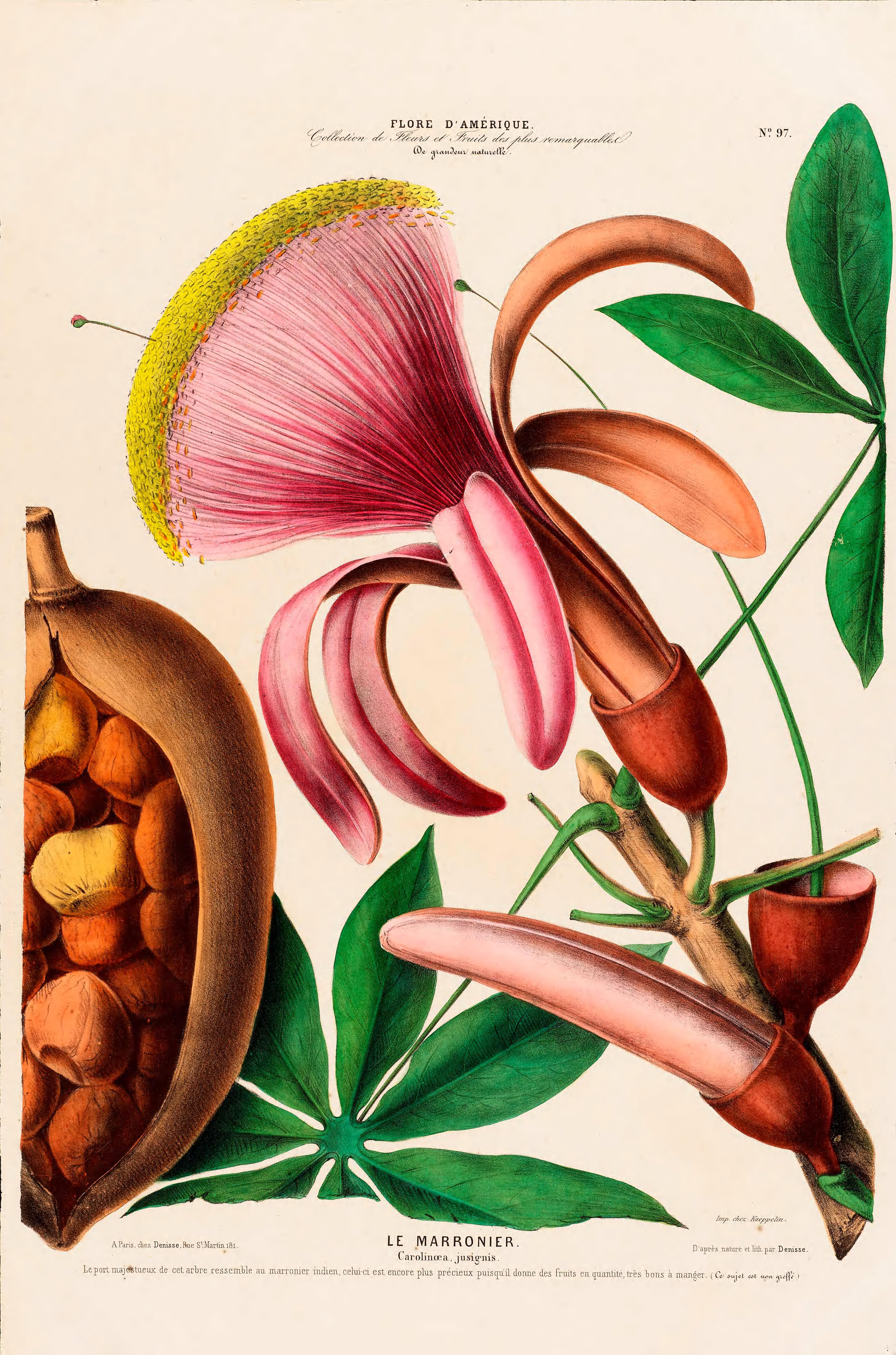 Illustration Pachira insignis, Par Denisse, E., Flore d?Amérique (1843-1846) Fl. Amérique t. 97, via plantillustrations 