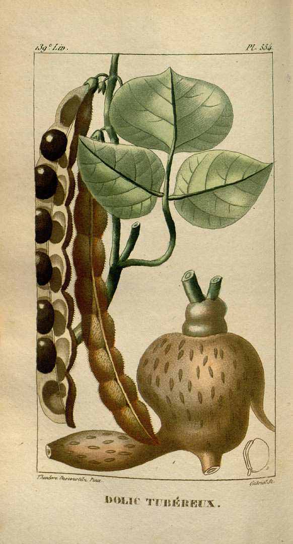Illustration Pachyrhizus tuberosus, Par Descourtilz, M.E., Flore [pittoresque et] médicale des Antilles (1821-1829) Fl. Méd. Antilles vol. 8 (1829) [tt. 533-600] t. 554, via plantillustrations 