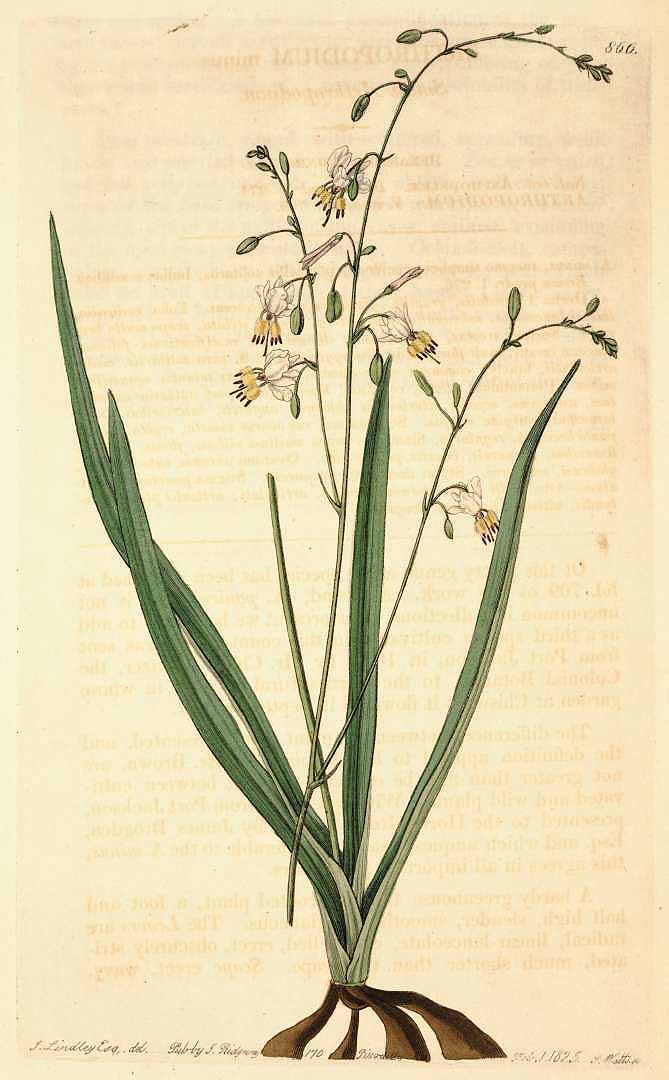 Illustration Arthropodium milleflorum, Par Edwards, S.T., Botanical Register (1815-1828) Bot. Reg. vol. 10 (1824), via plantillustrations 