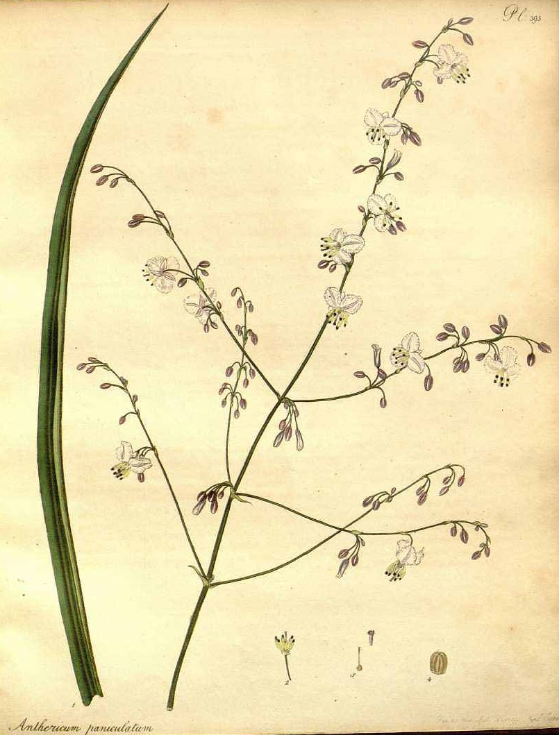 Illustration Arthropodium milleflorum, Par Andrews, H.C., botanist?s repository (1797-1814) Bot. Repos. vol. 6 (1804), via plantillustrations 