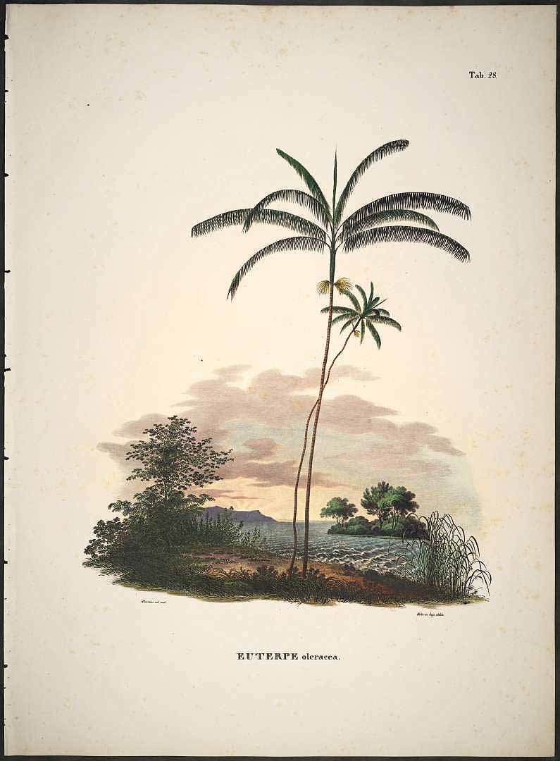 Illustration Euterpe oleracea, Par Martius C.F.P. von (Historia Naturalis Palmarum, vol. 2: t. 2, 1839), via plantillustrations 