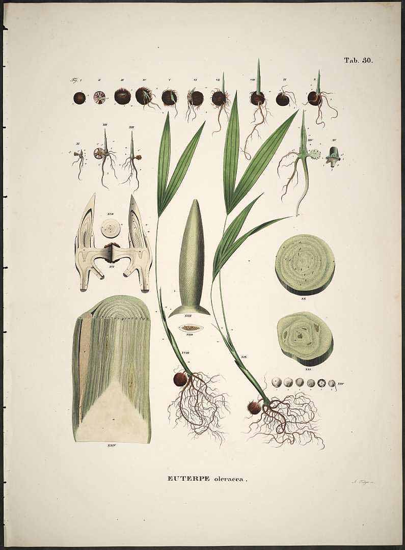 Illustration Euterpe oleracea, Par Martius C.F.P. von (Historia Naturalis Palmarum, vol. 2: t. 30, 1839), via plantillustrations 