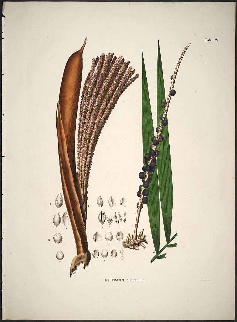 Illustration Euterpe oleracea, Par Martius C.F.P. von (Historia Naturalis Palmarum, vol. 2: t. 29, 1839), via plantillustrations 