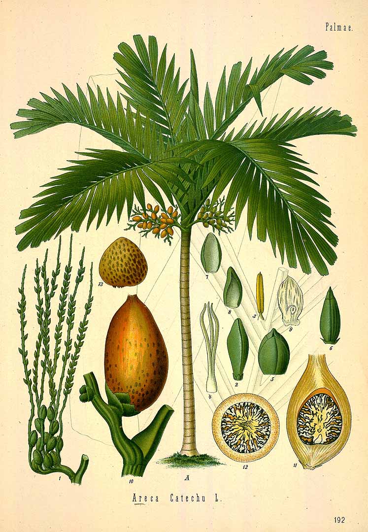 Illustration Areca catechu, Par Ko&#776;hler, F.E., Ko&#776;hler?s Medizinal Pflanzen (1883-1914) Med.-Pfl. vol. 2 (1890), via plantillustrations 