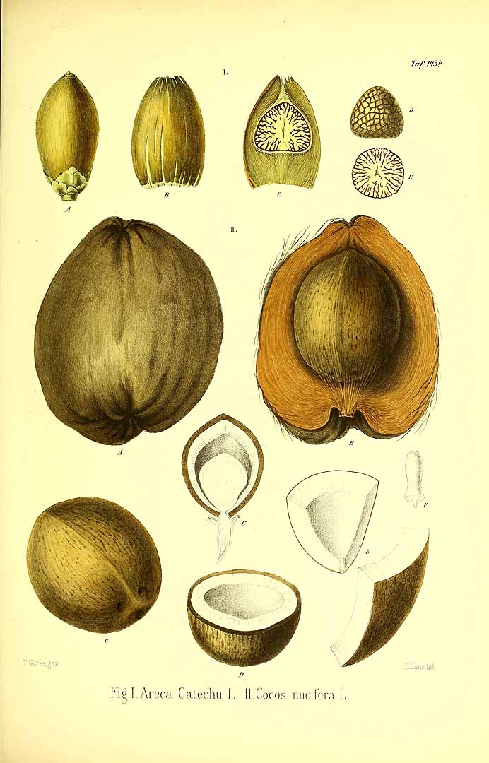 Illustration Areca catechu, Par Berg, O.C., Schmidt, C.F., Atlas der officinellen Pflanzen (1893-1902) Atlas. Off. Pfl. vol. 4 (1899), via plantillustrations 
