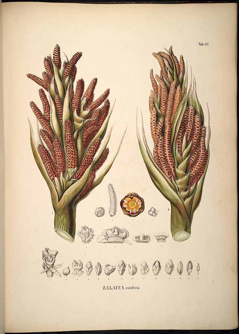 Illustration Eleiodoxa conferta, Par Martius C.F.P. von (Historia Naturalis Palmarum, vol. 3: t. 173, 1850), via plantillustrations 