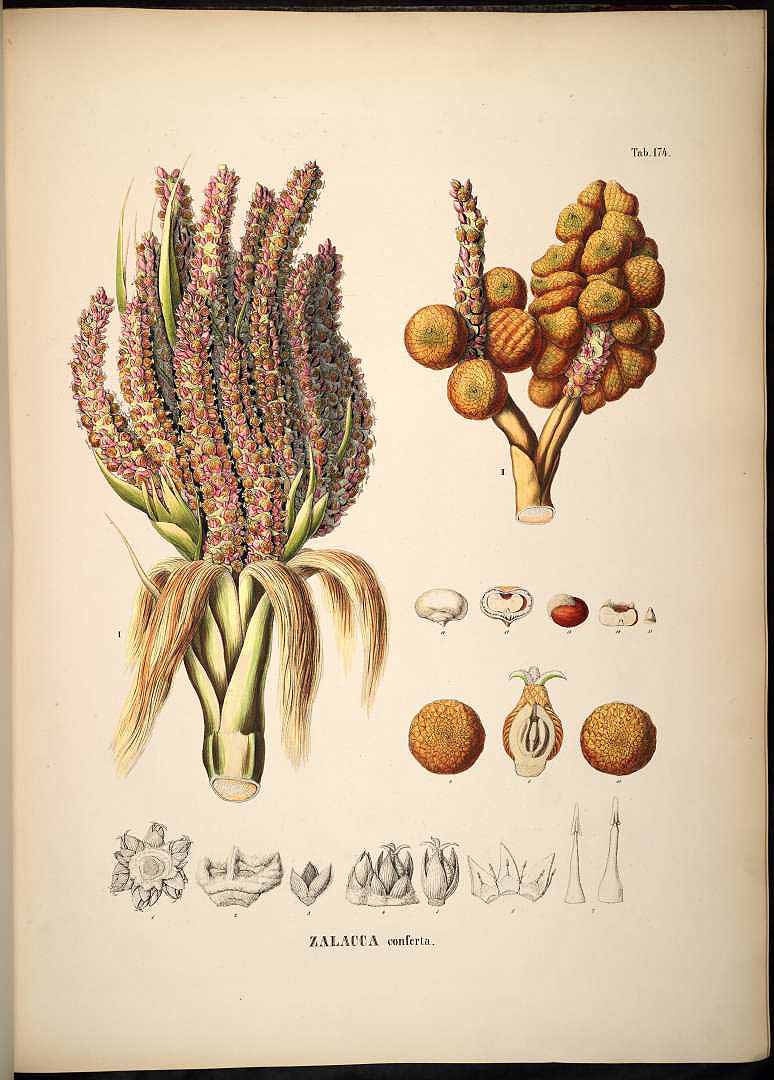 Illustration Eleiodoxa conferta, Par Martius C.F.P. von (Historia Naturalis Palmarum, vol. 3: t. 174, 1850), via plantillustrations 