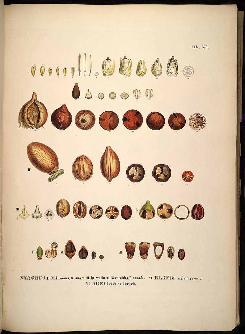 Illustration Elaeis oleifera, Par Martius C.F.P. von (Historia Naturalis Palmarum, vol. 3: t. 166, 1850), via plantillustrations 