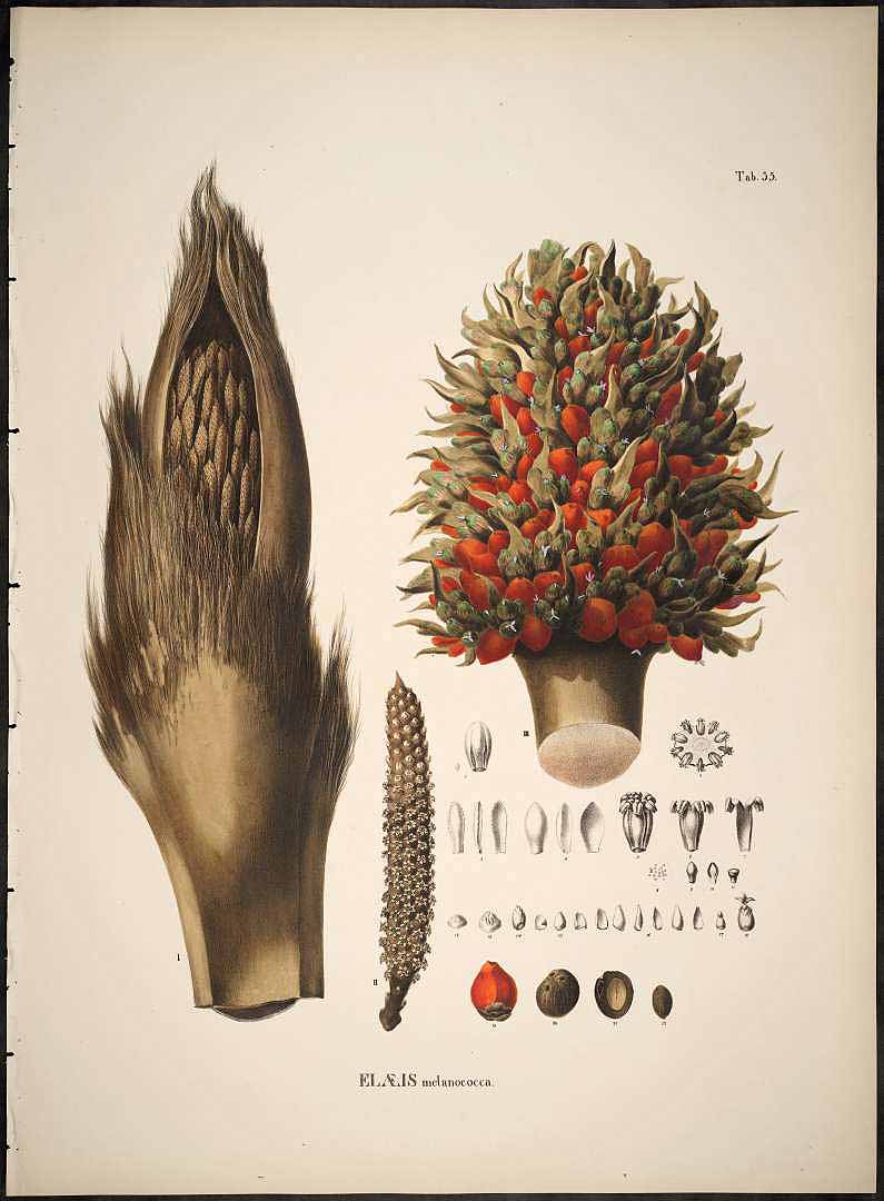 Illustration Elaeis oleifera, Par Martius C.F.P. von (Historia Naturalis Palmarum, vol. 2: t. 55, 1839), via plantillustrations 