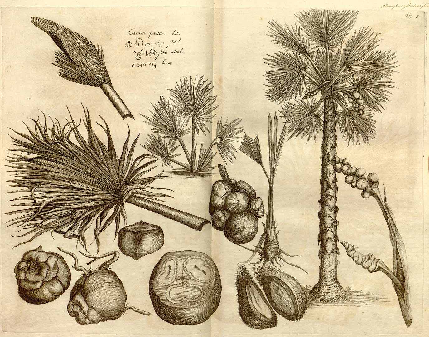 Illustration Borassus flabellifer, Par Rheede tot Drakestein, H.A. van, Hortus Indicus Malabaricus (1678-1703) Hort. Ind. Malab., via plantillustrations 