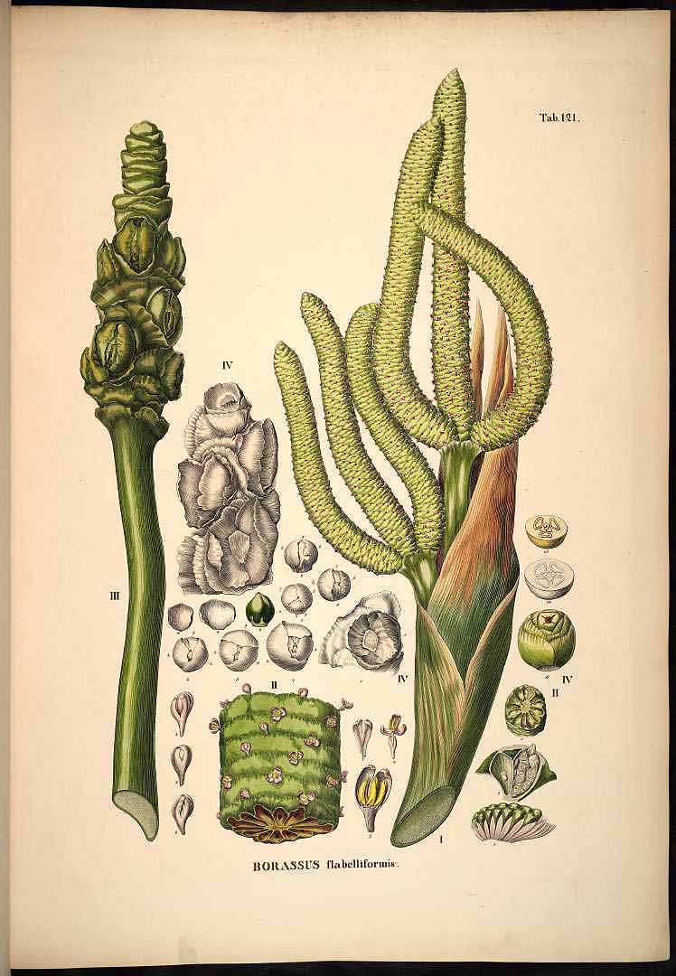 Illustration Borassus flabellifer, Par Martius, C.F.P. von, Historia Naturalis Palmarum (1823-1853) Hist. Nat. Palm., via plantillustrations 