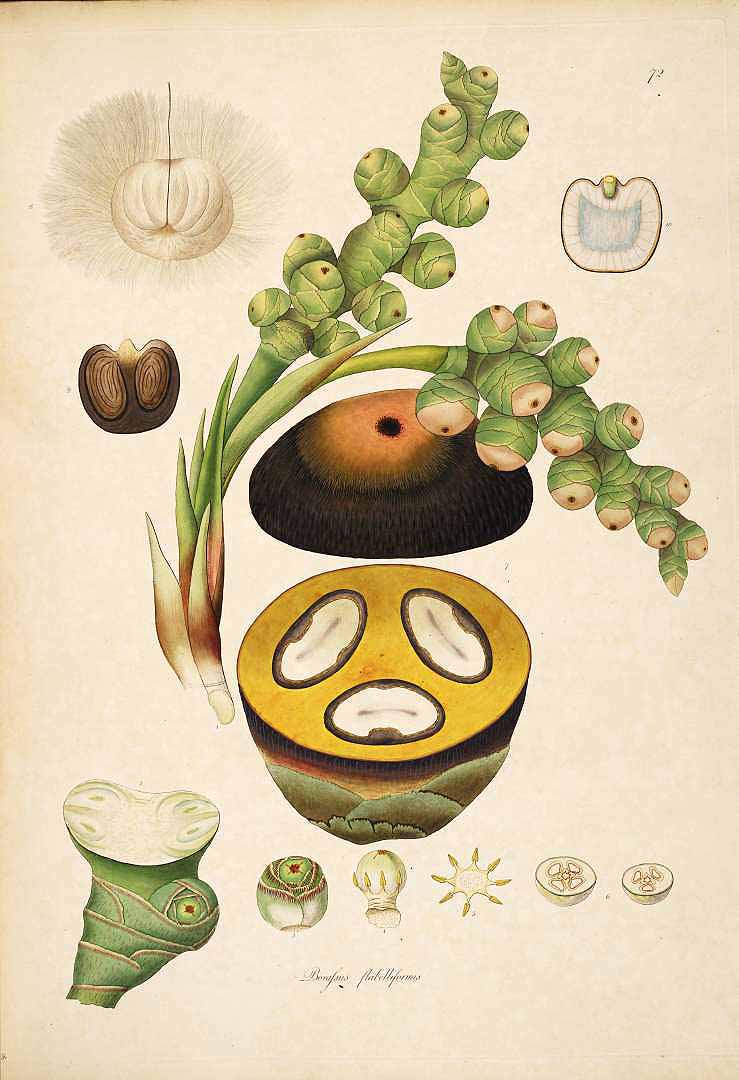 Illustration Borassus flabellifer, Par Roxburgh, W., Plants of the coast of Coromandel (1795-1819) Pl. Coromandel, via plantillustrations 