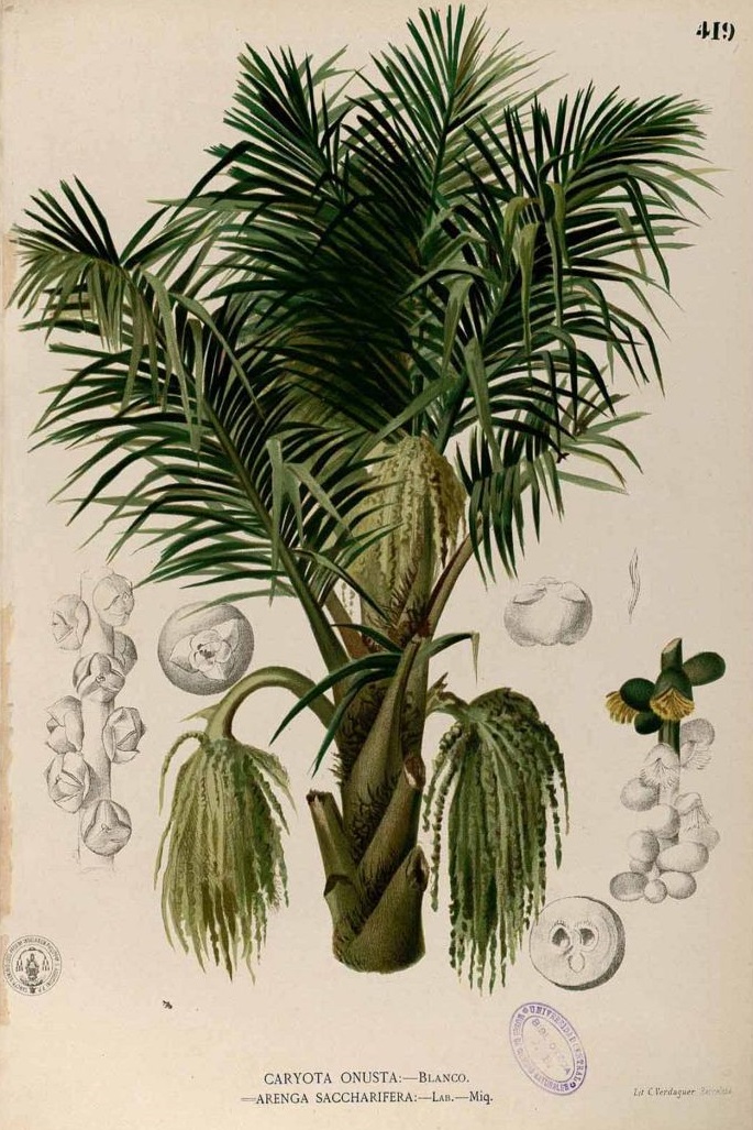 Illustration Arenga pinnata, Par Blanco, M., Flora de Filipinas, ed. 3 (1877-1883) Fl. Filip., ed. 3, via plantillustrations 