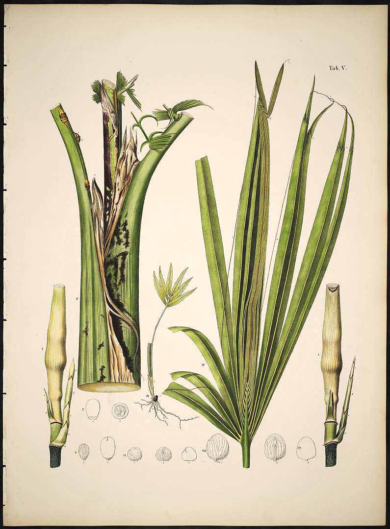 Illustration Caryota urens, Par Martius C.F.P. von (Historia Naturalis Palmarum, vol. 1: t. V, 1826), via plantillustrations 