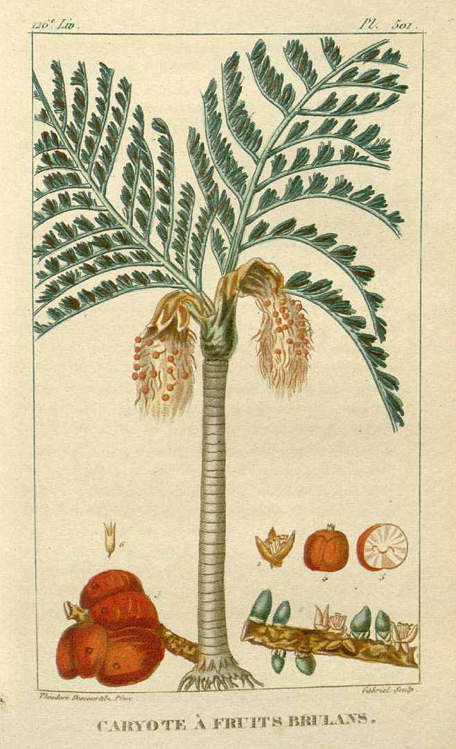 Illustration Caryota urens, Par Descourtilz M.E. (Flore médicale des Antilles, vol. 7: t. 501, 1829) [J.T. Descourtilz], via plantillustrations 