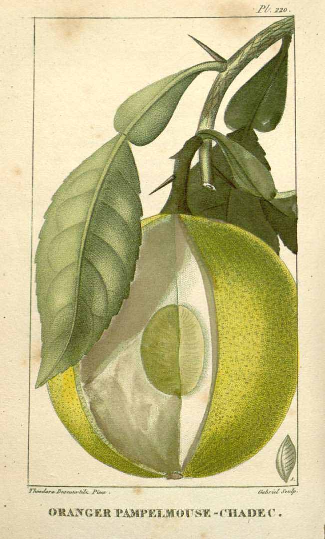 Illustration Citrus maxima, Par Descourtilz M.E. (Flore médicale des Antilles, vol. 3: t. 220, 1827) [J.T. Descourtilz], via plantillustrations 