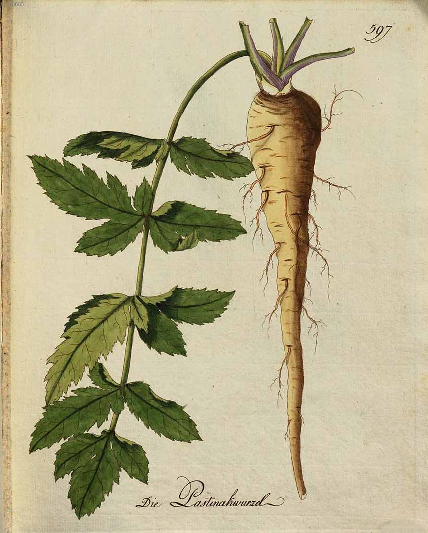 Illustration Pastinaca sativa, Par Kerner, J.S., Abbildungen aller ökonomischen Pflanzen (1786-1798) Abbild. Oekon. Pfl. vol. 6 (1793), via plantillustrations 