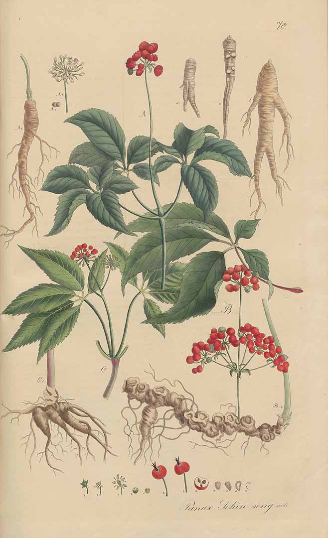 Illustration Panax pseudoginseng, Par Nees von Esenbeck, T.F.L., Wijhe (Weyhe), M.F., Plantae medicinales, Supplement (1828-1833) Pl. Medicin., Suppl. t. 70, via plantillustrations 