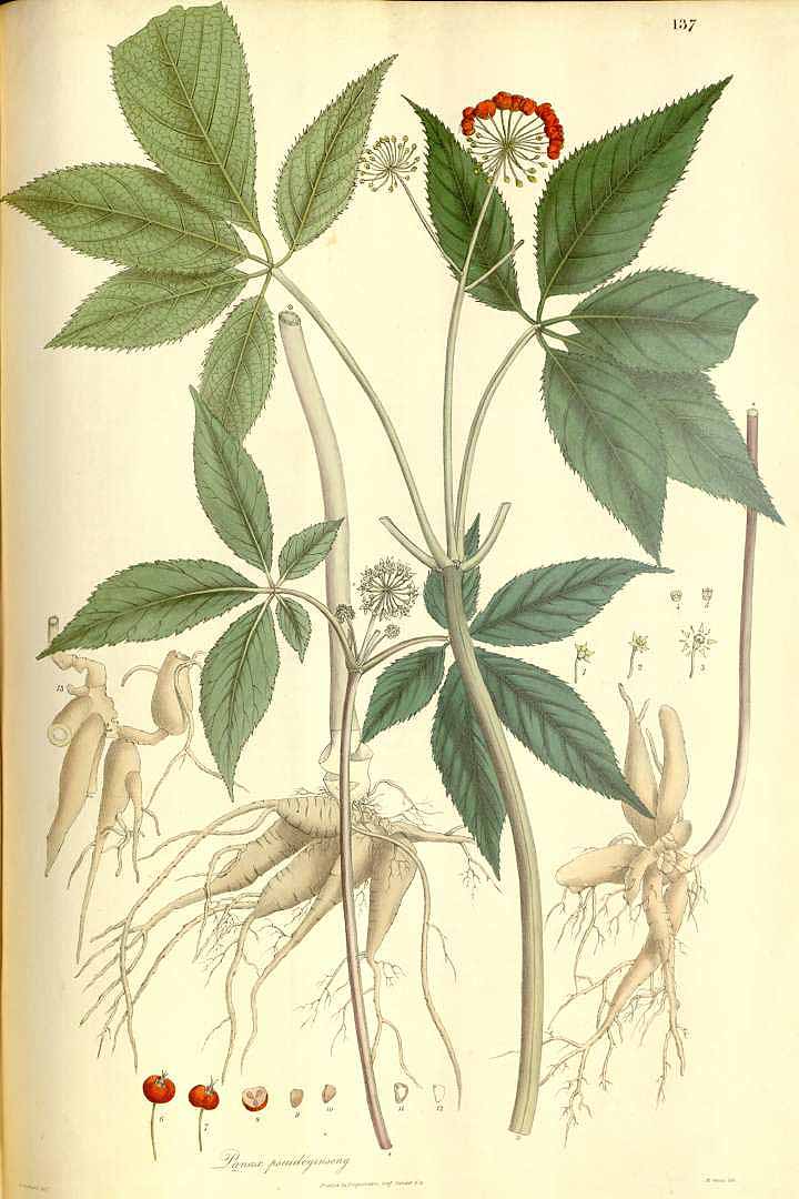 Illustration Panax pseudoginseng, Par Wallich, N., Plantae Asiaticae Rariores (1830-1832) Pl. Asiat. Rar. vol. 2 (1831) t. 137, via plantillustrations 