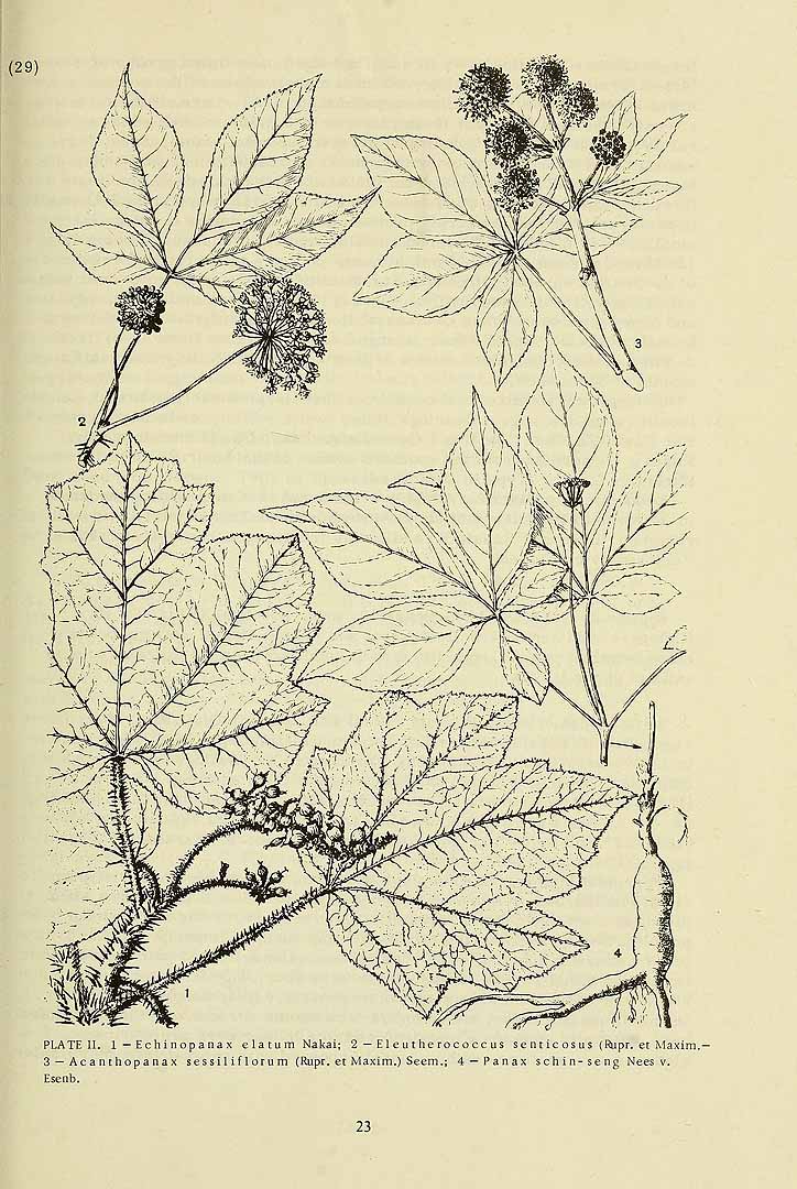 Illustration Panax pseudoginseng, Par Komarov (Komorov), V.L., Flora of the U.S.S.R. (1934-1964) Fl. URSS vol. 16 t. 2	p. 29 f. 4 , via plantillustrations 