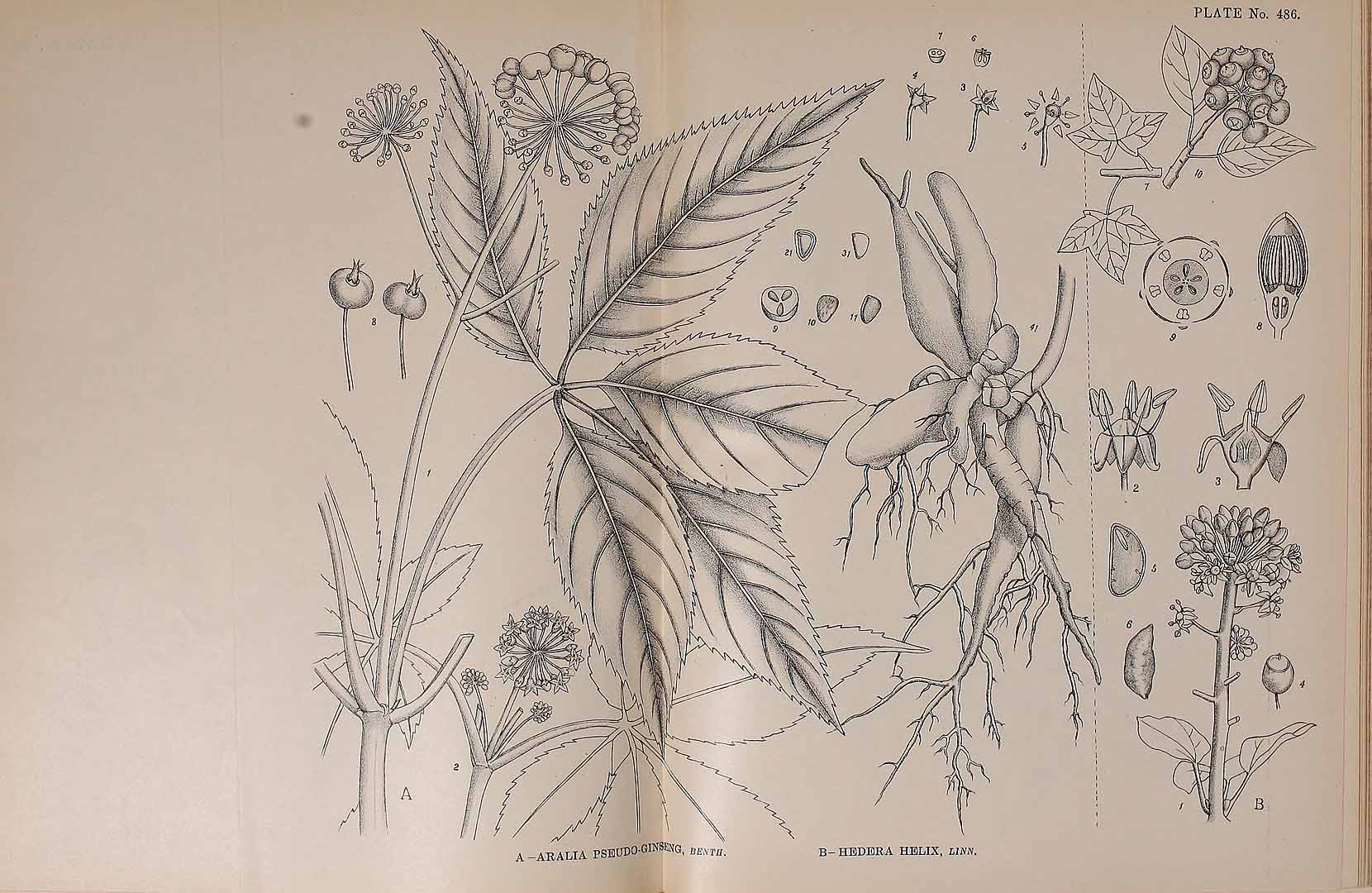 Illustration Panax pseudoginseng, Par Kirtikar, K.R., Basu, B.D., Indian medicinal plants, Plates (1918) Ind. Med. Pl., Plates vol. 3 (1918) t. 486	f. A , via plantillustrations 
