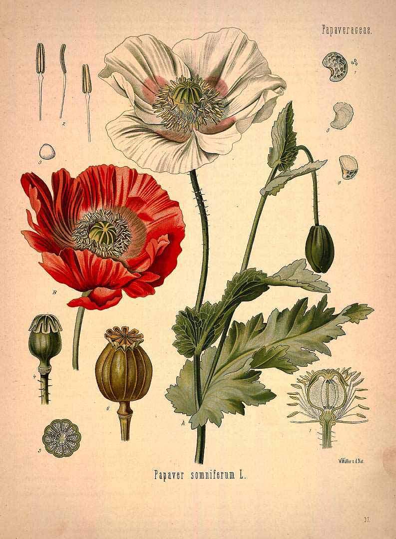Illustration Papaver somniferum, Par Ko&#776;hler, F.E., Ko&#776;hler?s Medizinal Pflanzen (1883-1914) Med.-Pfl. vol. 1 (1887) t. 37, via plantillustrations 