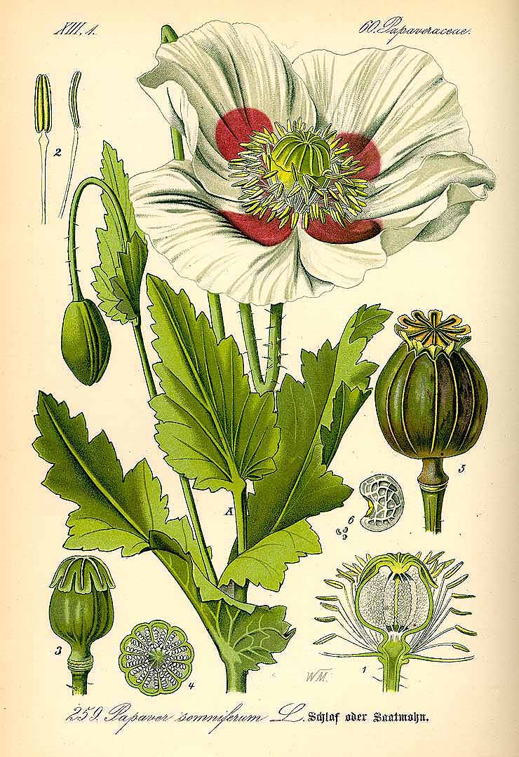 Illustration Papaver somniferum, Par Thomé, O.W., Flora von Deutschland Österreich und der Schweiz (1886-1889) Fl. Deutschl. vol. 2 (1885) t. 259, via plantillustrations 