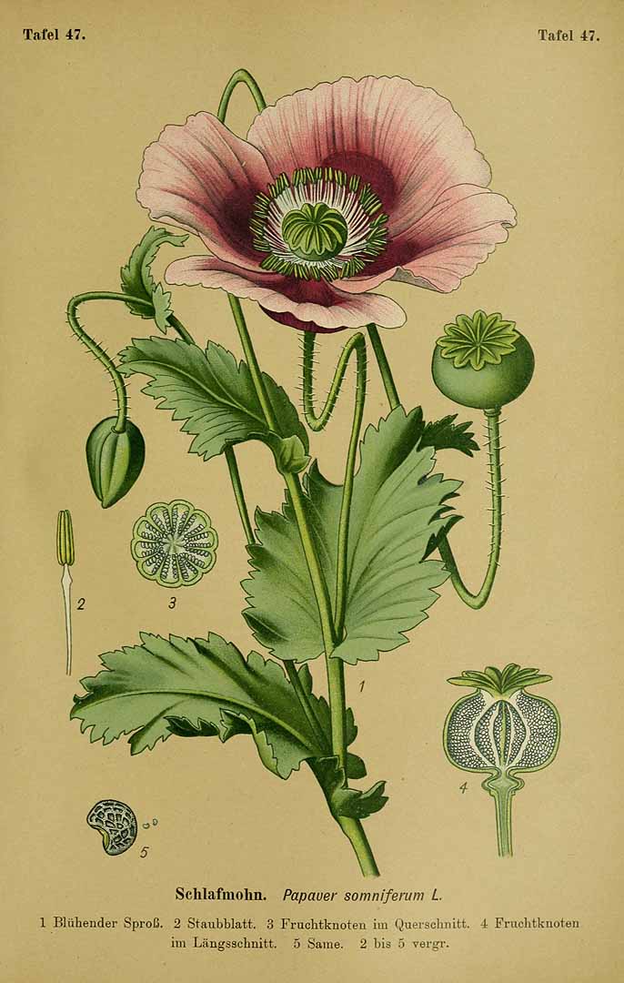 Illustration Papaver somniferum, Par Esser, P.H.H., Giftpflanzen Deutschlands (1910) Giftpfl. Deutschl. t. 47, via plantillustrations 
