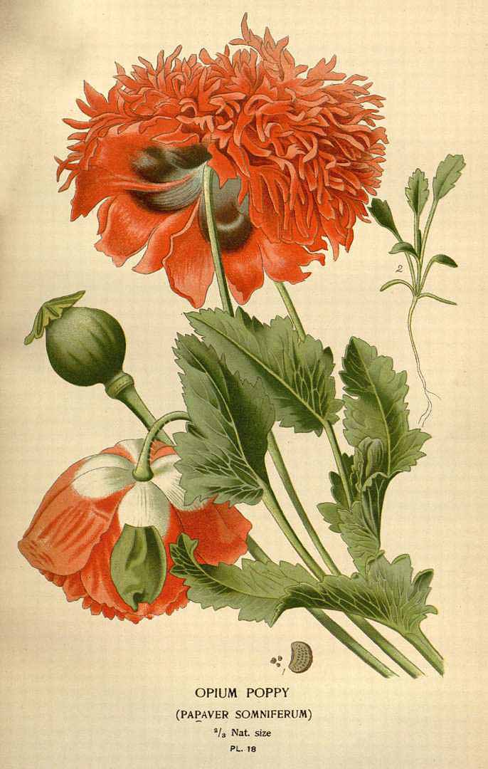 Illustration Papaver somniferum, Par Step, E., Bois, D., Favourite flowers of garden and greenhouse (1896-1897) Favourite Fl. vol. 1 (1896) t. 18, via plantillustrations 