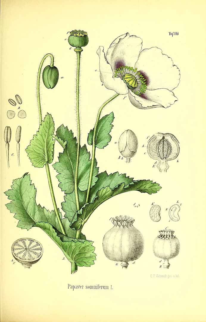 Illustration Papaver somniferum, Par Berg, O.C., Schmidt, C.F., Atlas der officinellen Pflanzen (1893-1902) Atlas. Off. Pfl. vol. 3 (1896) t. 116, via plantillustrations 