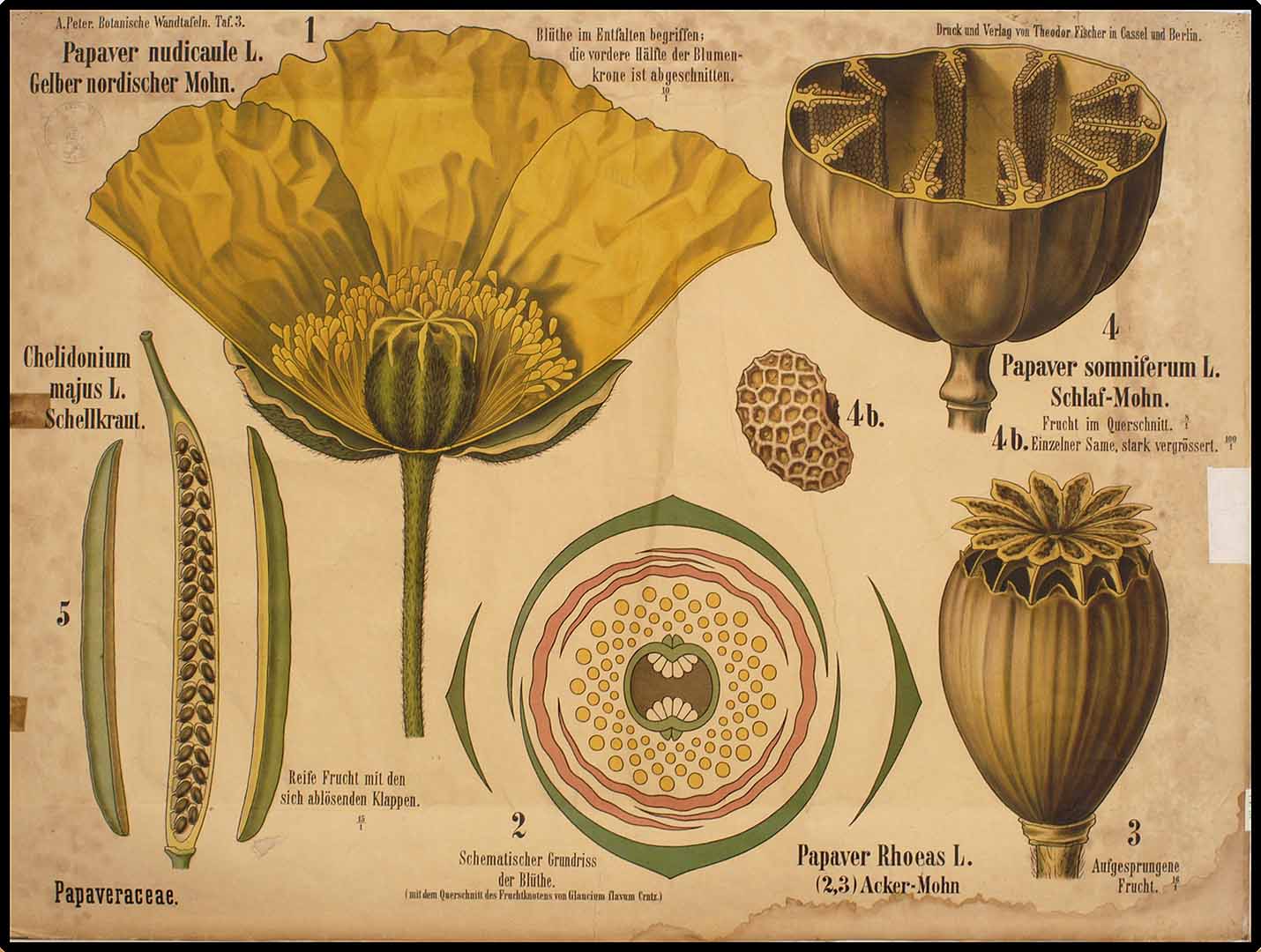 Illustration Papaver somniferum, Par Peter, A., Botanische Wandtafeln (1901)  (1901) t. 3	f. 4 , via plantillustrations 