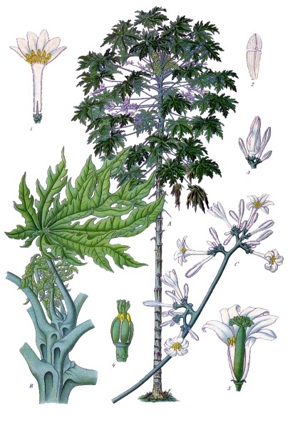 Illustration Carica papaya, Par Köhler, F.E., Köhler’s Medizinal Pflanzen (1883-1914) Med.-Pfl., via plantillustrations 