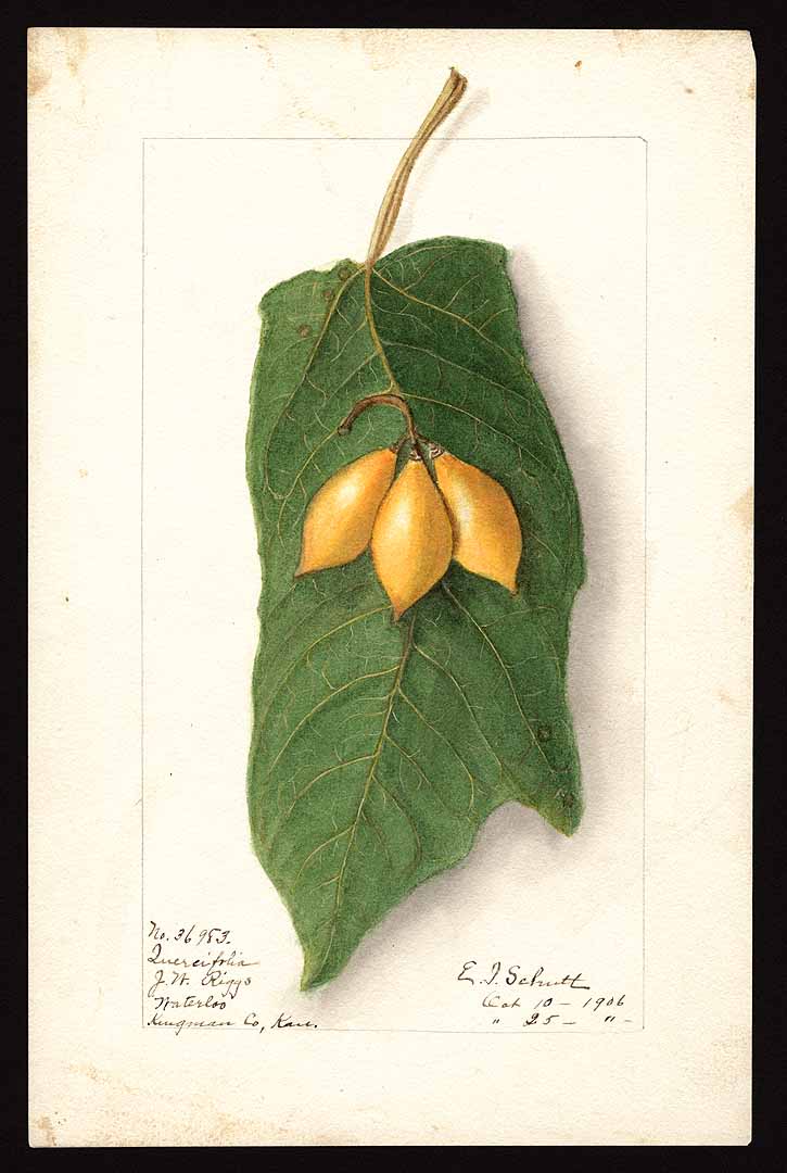 Illustration Vasconcellea quercifolia, Par USDA Pomological Watercolor Collection (1872-1948), via plantillustrations 