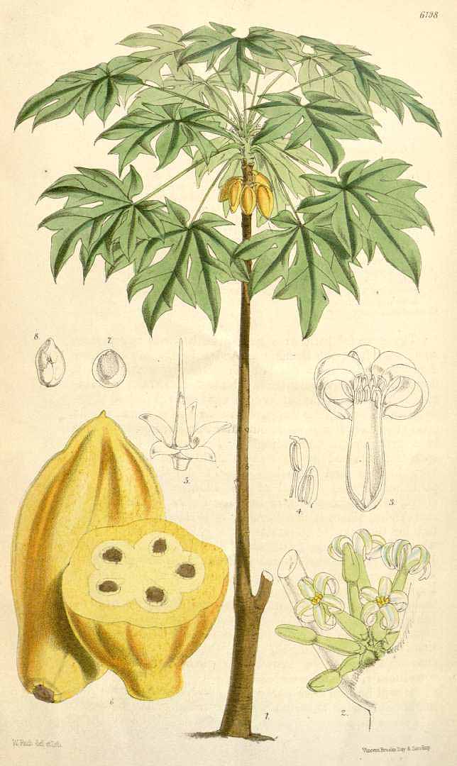 Illustration Vasconcellea pubescens, Par Curtis´s Botanical Magazine (vol. 101 [ser. 3, vol. 31]: t. 6198, 1875) [W.H. Fitch], via plantillustrations 