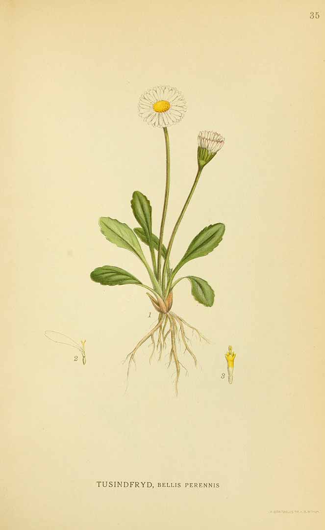 Illustration Bellis perennis, Par Lindman, C.A.M., Bilder ur Nordens Flora Bilder Nordens Fl., via plantillustrations 
