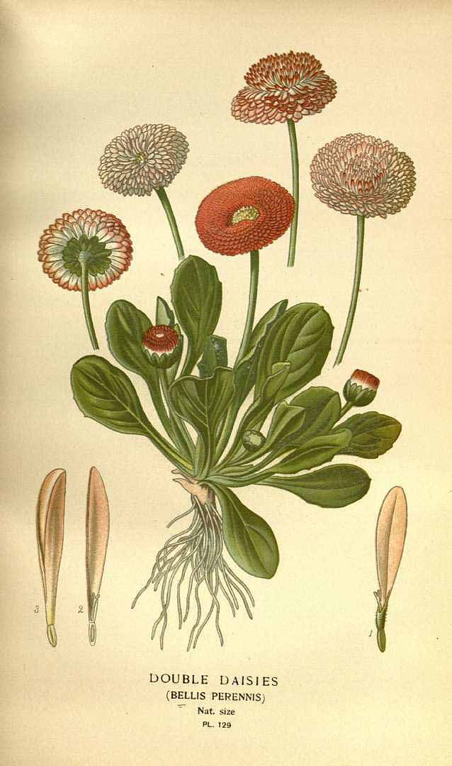 Illustration Bellis perennis, Par Step, E., Bois, D., Favourite flowers of garden and greenhouse (1896-1897) Favourite Fl., via plantillustrations 